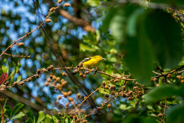 Bird (Common Iora) on a tree