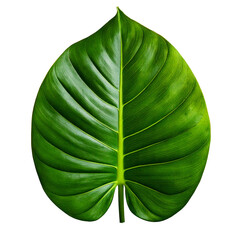 focusing on Philodendron leaf isolated transparent background