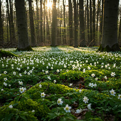 Fototapeta premium Danish Anemone (Anemone nemorosa – Hvid Anemone)