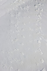 pheasant track across snow