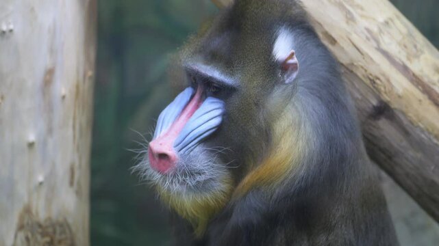 Monkey with a long, furry, multi-colored mane. The mane is blue, yellow, and orange