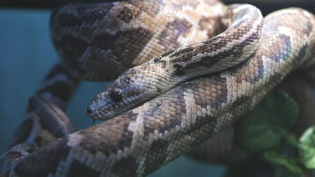 Brown and white snake is curled up on a branch. The snake is small and he is resting