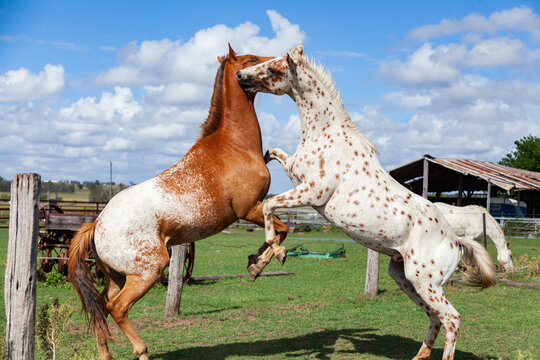 Two stallions fighting