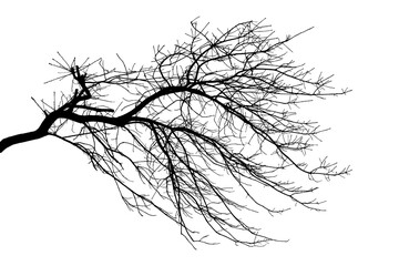 Black and white illustration of natural large old oak tree branch with leaves on white background