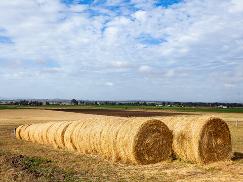 Rolls of golden hay in farm paddock