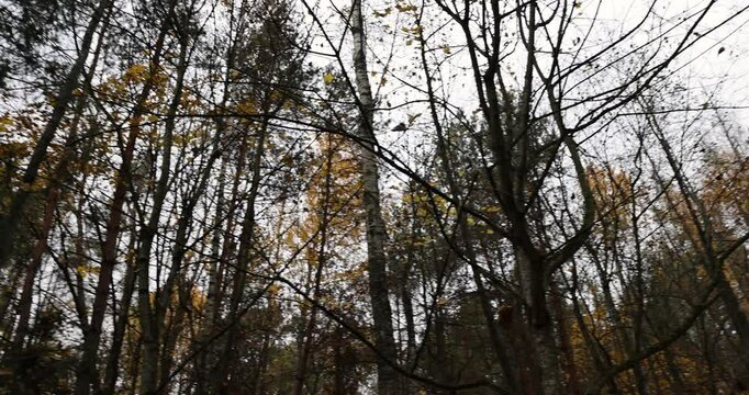 the foliage on trees in a mixed forest in the autumn season, tall trees without foliage after and during leaf fall