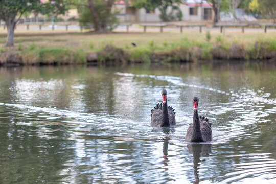 Native bird black swan pair