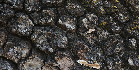 Close Up of Bark on Tree Stump. Old tree. many years old. carbon sink. close up of bark. macro photography. multi use. blog. article. background or backdrop. sunlight on bark. High quality photo