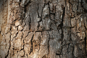 Fototapeta premium Close Up of Bark on Tree Stump. Old tree. many years old. carbon sink. close up of bark. macro photography. multi use. blog. article. background or backdrop. sunlight on bark. High quality photo