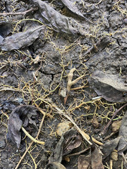 close up of dry leaves and dried plants in forest