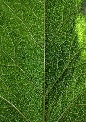 close up of green leaf