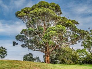 Large Magnificent Spreading Gum Tree