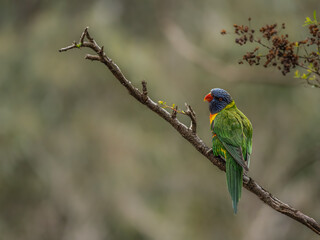 Rainbow Lorikeet Head Cocked On Angled Branch