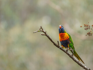 Rainbow Lorikeet Head Up On Angled Branch
