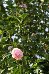 八重咲の乙女椿