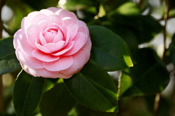 八重咲の乙女椿