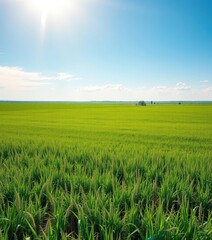 Vast expanse of verdant prairie under a bright sky, plains, landscape