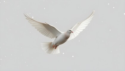 white dove in flight