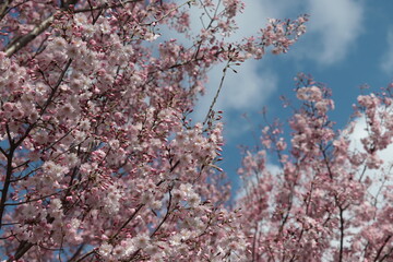 Cherry blossoms of the 'Maihime' variety