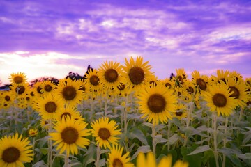 夕暮れのひまわり