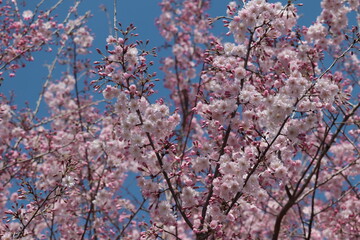 Cherry blossoms of the 'Maihime' variety

