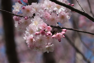 Cherry blossoms of the 'Maihime' variety