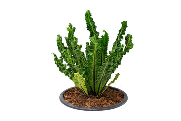 The bird's nest fern, Asplenium nidus, grows in a tight, nest-like clump and thrives in warm, humid areas in partial to full shade, for  design and decoration.