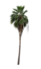 Coconut or palm trees Isolated tree on white background