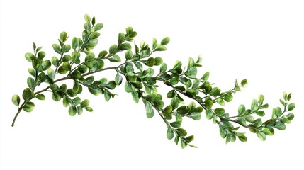 Obraz premium A vibrant green branch of boxwood leaves elegantly displayed against a white background, perfect for design use