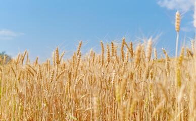 wheat field landscapes