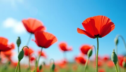 Obraz premium Beautiful close-up of red poppies against a clear blue sky, detail, nature