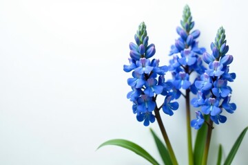 Obraz premium Beautiful flax blue flowers in full bloom on a white backdrop, spring, herbaceous, pretty