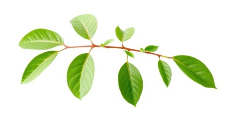 Single vibrant green plant, isolated on pure white, growth, spring