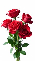 Beautiful isolated red roses in a bunch on white backdrop, flowers, wedding