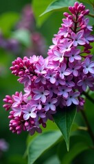 Obraz premium Beautiful purple lilac bush in garden with colorful blossoms, colorful, blossoms