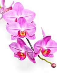 Obraz premium Delicate pink orchid blossoms isolated on white, pure, tropical