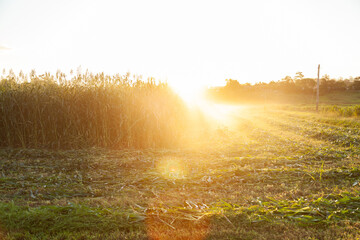 Sun rays and dust at sunset over paddock of forage crop on farm