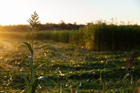Stalk of forage sorghum in paddock in afternoon light at sunset