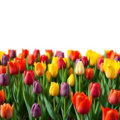Fototapeta premium Vibrant spring tulips in a neat row, showcasing various colors, flora, flowers