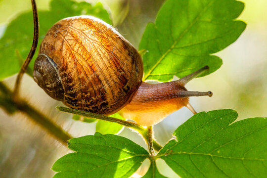 Snail crawling on leaf in garden - Powered by Adobe