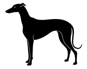 GreyHound silhouette vector illustration