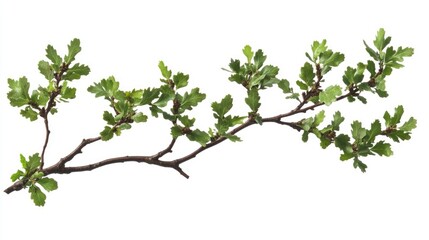 A detailed close-up of an oak branch adorned with vibrant green leaves against a plain white background