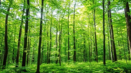 Lush green forest filled with tall trees and bright sunlight