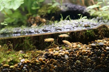 水槽で飼育されているメダカ