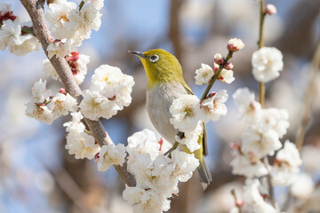 白い梅の花とメジロ