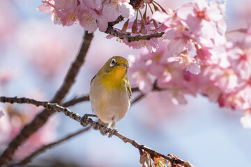 ピンクの河津桜とメジロ