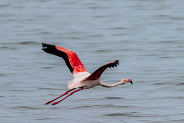 Close-up of a flamingo, flying low over the sea. Walvis Bay, Namibia.