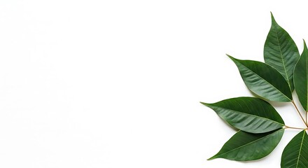 Fototapeta premium Green leaves on white background.