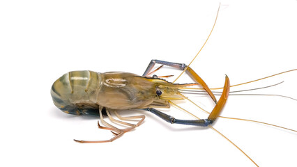 Fresh river prawns isolated on white background. Big freshwater prawns. River prawns for cooking.