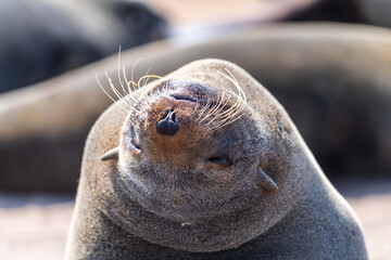Telephoto portrait of a seal in the Cape Cross seal colony on the Namibian Coast